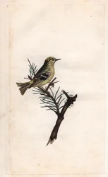 Roitelet huppé. Regulus regulus (Motacilla regulus). Gravure sur cuivre publiée dans Histoire naturelle des oiseaux britanniques, Londres