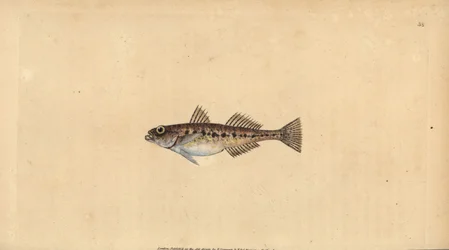 Gobie des sables, Pomatoschistus minutus (Gobie tacheté, Gobius minutus). Gravure à la main en cuivre dessinée et gravée par Edward Donovan de son Histoire naturelle des poissons britanniques, Donovan et F.C. et J. Rivington, Londres