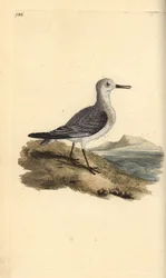 Bécasseau sanderling, Calidris alba. Gravure à la main en cuivre dessinée et gravée par Edward Donovan de son propre "Histoire naturelle des oiseaux britanniques," Londres