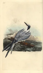 Sterne caugek, Thalasseus sandvicensis. Planche de cuivre coloriée à la main, dessinée et gravée par Edward Donovan d