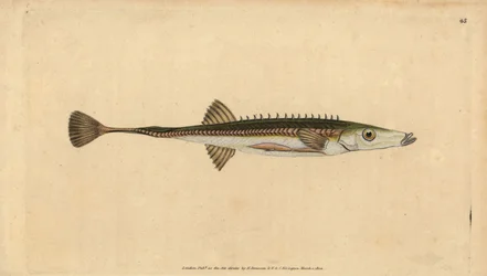 Épinoche de mer, Spinachia spinachia