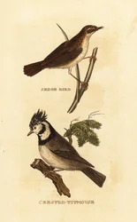 Phragmite des joncs, Acrocephalus schoenobaenus, et Mésange huppée, Lophophanes cristatus