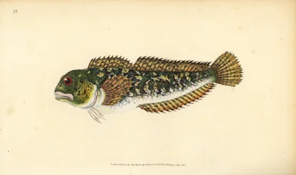 Blennie fluviatile, Lipophrys pholis