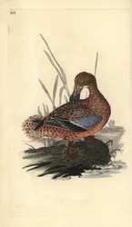 Canard souchet (femelle), Anas clypeata