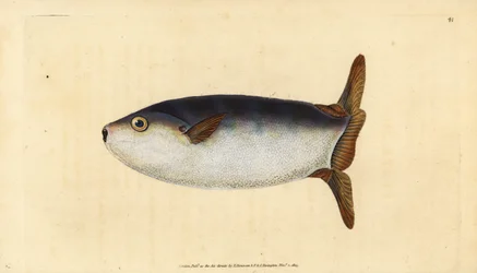 Poisson-lune élancé, Ranzania laevis
