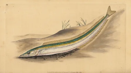 Lançon ou anguille de sable, Ammodytes tobianus. Gravure à la main par Edward Donovan de son Histoire naturelle des poissons britanniques