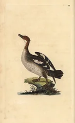 Harle piette, Mergellus albellus, femelle. Gravure sur cuivre coloriée à la main dessinée et gravée par Edward Donovan de son propre « Histoire naturelle des oiseaux britanniques », Londres