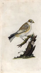 Moineau des neiges. Plectrophenax nivalis (Emberiza nivalis). Gravure en cuivre par Edward Donovan, publiée dans Histoire naturelle des oiseaux britanniques, Londres