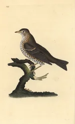 Grive musicienne, Turdus philomelos. Gravure à la main en cuivre dessinée et gravée par Edward Donovan de son propre Histoire naturelle des oiseaux britanniques, Londres