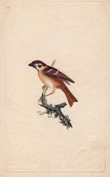 Moineau. Pass montanus. Gravure en cuivre par Edward Donovan (1768-1837), publiée dans Histoire naturelle des oiseaux britanniques, Londres