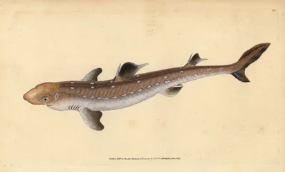 Aiguillat commun, Squalus acanthias