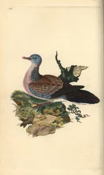 Tourterelle tachetée ou pancou, Spilopelia chinensis. Gravure à la main en cuivre dessinée et gravée par Edward Donovan de son propre "Histoire naturelle des oiseaux britanniques," Londres