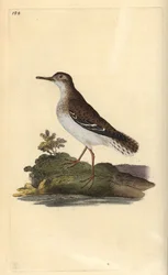 Chevalier grivelé, Actitis macularia. Gravure sur cuivre colorée à la main tirée de l