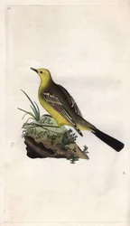 Bergeronnette printanière, Motacilla flava. Gravure en cuivre par Edward Donovan (1768-1837), publiée dans Histoire naturelle des oiseaux britanniques, Londres