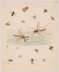 Études d