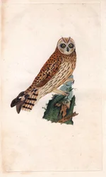 Hibou des marais. Asio flammeus. Gravure en cuivre par Edward Donovan (1768-1837), publiée dans Histoire naturelle des oiseaux britanniques, Londres