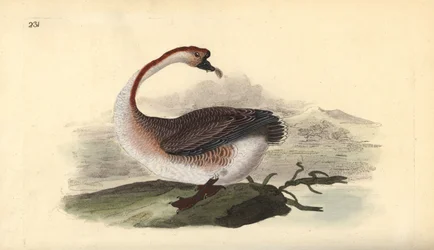 Oie cygnoïde, Anser cygnoides, vulnérable. Gravure à la main en cuivre dessinée et gravée par Edward Donovan de son propre « Histoire naturelle des oiseaux britanniques », Londres