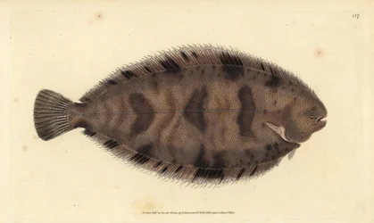 Sole épaisse, Microchirus variegatus. Gravure à la main en cuivre dessinée et gravée par Edward Donovan de son Histoire naturelle des poissons britanniques, Donovan et F.C. et J. Rivington, Londres