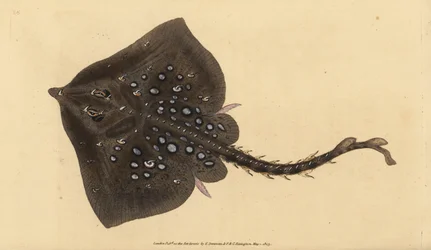 Raie bouclée, Raja clavata. Presque menacée. Gravure à la main en cuivre dessinée et gravée par Edward Donovan de son Histoire naturelle des poissons britanniques, Donovan et F.C. et J. Rivington, Londres