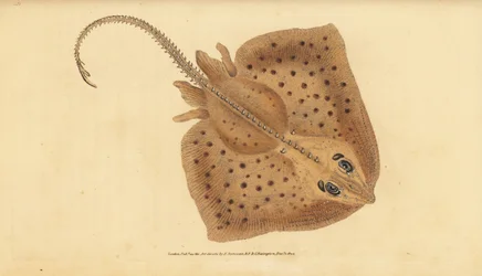 Raie bouclée, Raja clavata. Presque menacée. Raie rugueuse, Raja rubus. Gravure à la main en cuivre dessinée et gravée par Edward Donovan de son Histoire naturelle des poissons britanniques, Donovan et F.C. et J. Rivington, Londres