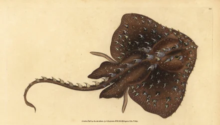 Raie épineuse, Amblyraja radiata. Gravure à la main par Edward Donovan de son Histoire naturelle des poissons britanniques