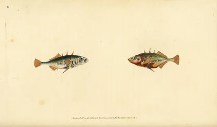 Épinoche à trois épines, Gasterosteus aculeatus