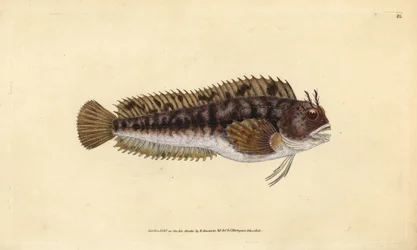 Blennie gattorugine, Parablennius gattorugine. Gravure à la main en cuivre dessinée et gravée par Edward Donovan de son Histoire naturelle des poissons britanniques, Donovan et F.C. et J. Rivington, Londres