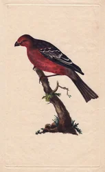 Durbec des sapins. Pinicola enucleator. Gravure sur cuivre par Edward Donovan, publiée dans "Histoire naturelle des oiseaux britanniques"