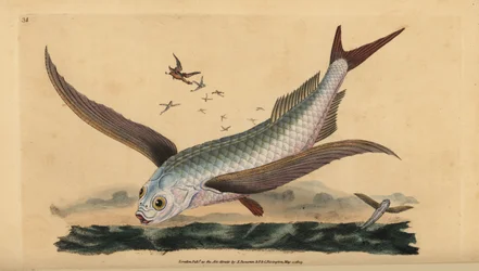 Poisson volant tropical à deux ailes ou poisson volant commun. Gravure à la main en cuivre dessinée et gravée par Edward Donovan de son Histoire naturelle des poissons britanniques, Donovan et F.C. et J. Rivington, Londres