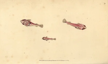 Poisson-ventouse à deux taches, Diplecogaster bimaculata bimaculata. Gravure à la main en cuivre dessinée et gravée par Edward Donovan de son Histoire naturelle des poissons britanniques, Donovan et F.C. et J. Rivington, Londres