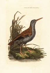Râle d