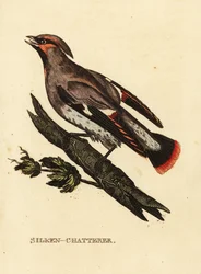 Jaseur soyeux ou jaseur de Bohême, Bombycilla garrulus