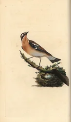 Tarier des prés, Saxicola rubetra. Gravure à la main en cuivre dessinée et gravée par Edward Donovan de son propre "Histoire naturelle des oiseaux britanniques," Londres