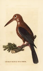 Martin-pêcheur à gorge blanche, Halcyon smyrnensis