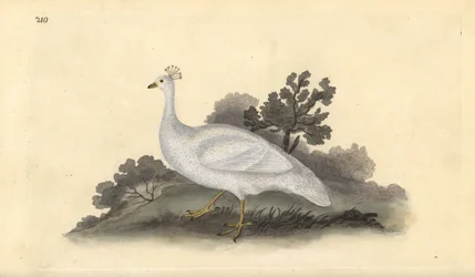 Paon à crête blanche (femelle), Pavo cristatus. Gravure à la main en cuivre dessinée et gravée par Edward Donovan de son propre "Histoire naturelle des oiseaux britanniques," Londres