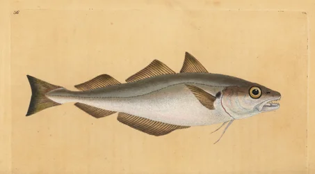 Merlan, Merlangius merlangus