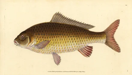 Carpe commune sauvage, Cyprinus carpio