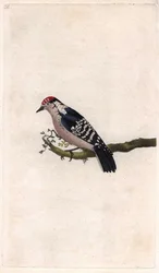 Pic épeichette. Dendrocopos minor. Gravure sur cuivre par Edward Donovan, publiée dans Histoire naturelle des oiseaux britanniques, Londres