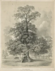 Orme à Hyde Park, Londres