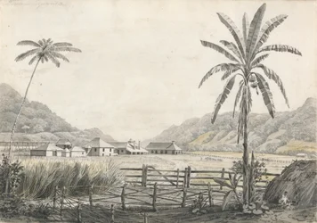 Vue de la plantation de sucre Hall-head, Jamaïque