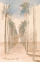 Avenue des arbres