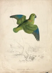 Perruche à collier (planche 40)