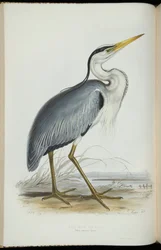 Héron commun, de 