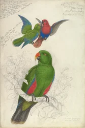 Eclectus Roratus Polychloros, vers 1830-32