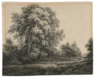 Paysage forestier