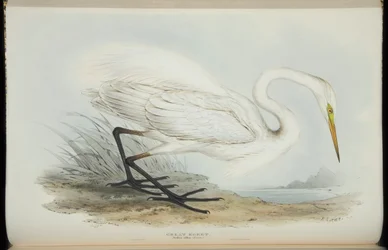 Grande aigrette, de 