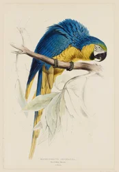 Macrocercus ararauna.  Ara bleu et jaune.