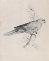 Perruche du Pacifique (Planche 26)