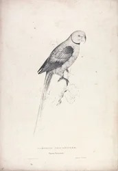 Palaeornia Columbiodes / Perruche-pigeon (Planche 31)