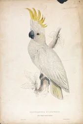 Plyctophus sulphureus / Cacatoès à crête jaune (Planche 4)